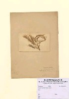 藏品(藍子藻)的圖片